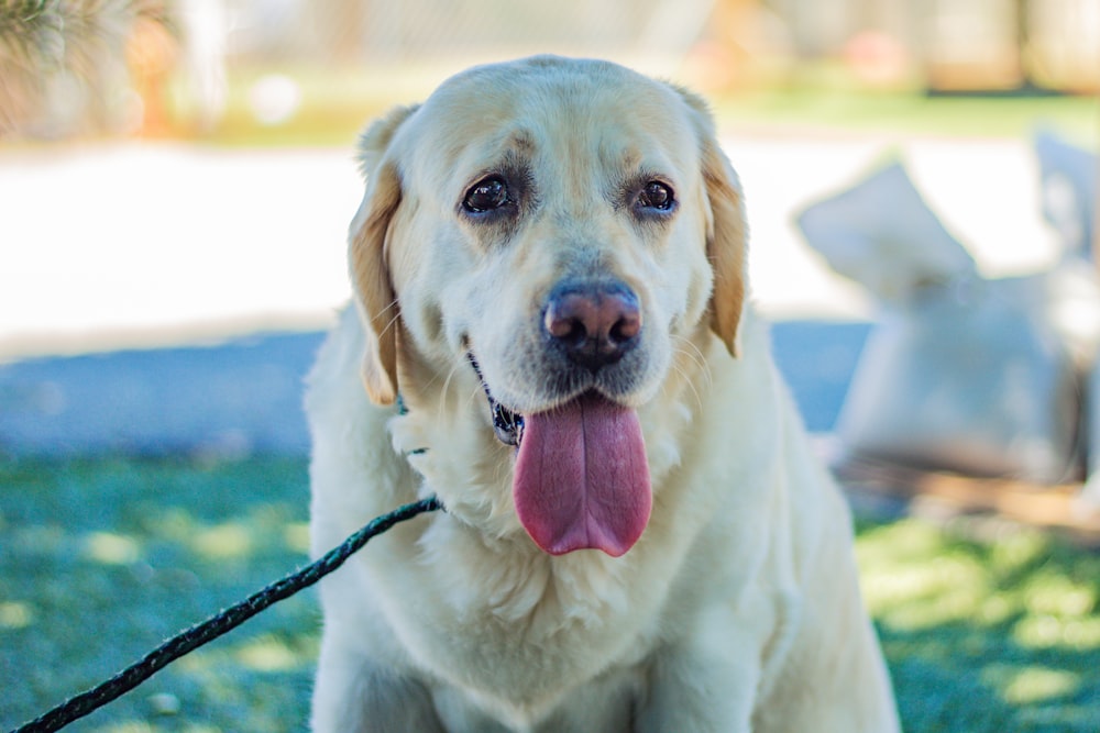 yellow labrador retriever with red leash