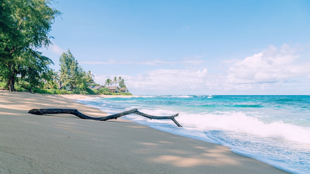 green trees on beach shore during daytime