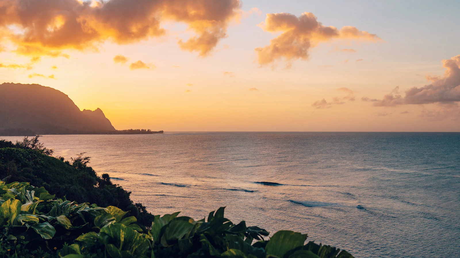 Palm trees on Kauai beach