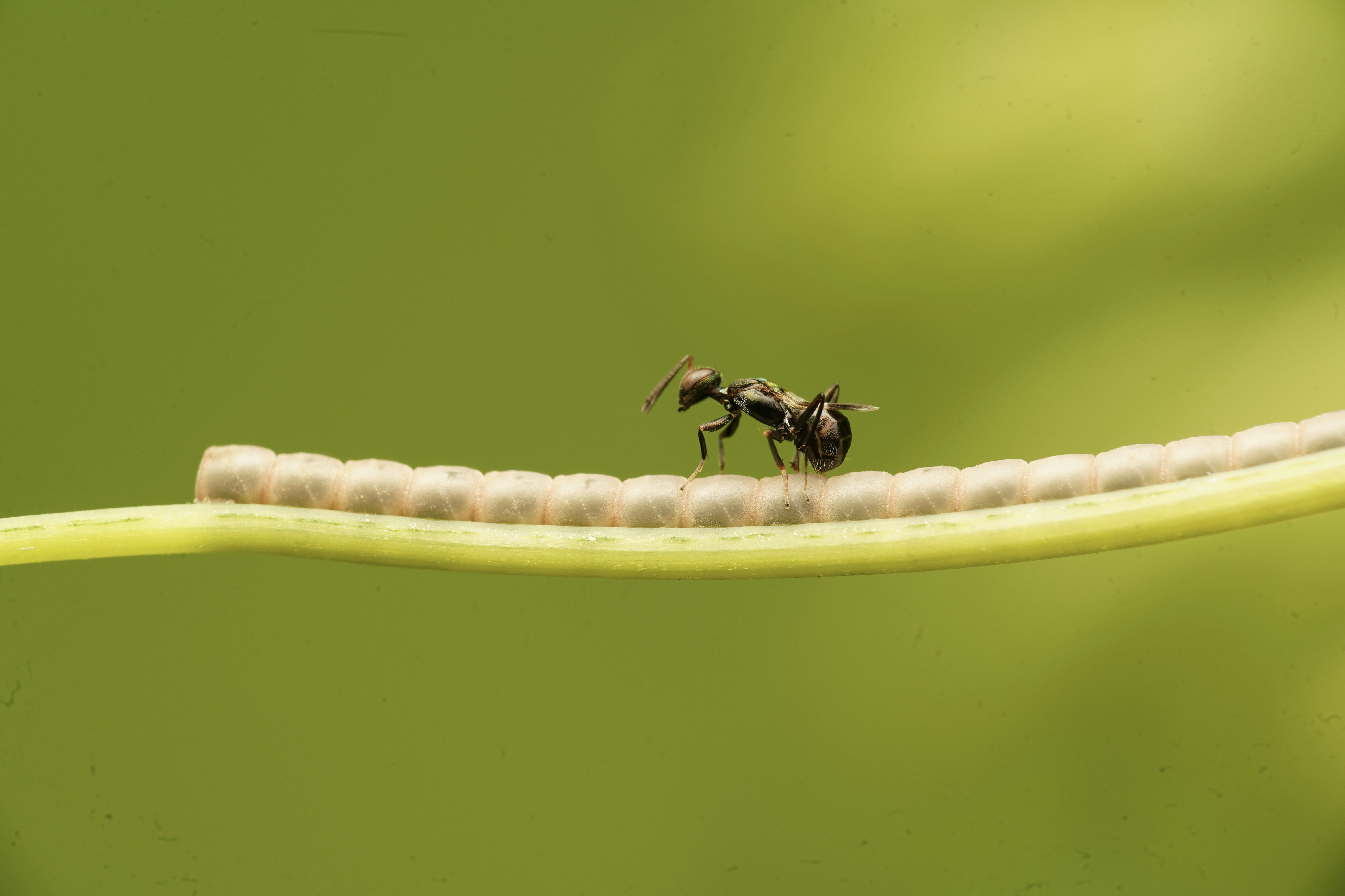 Photo by henrylaiphotography