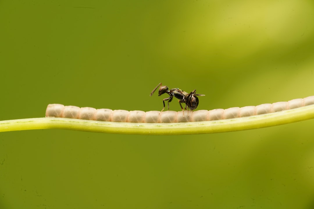 black ant on yellow plant