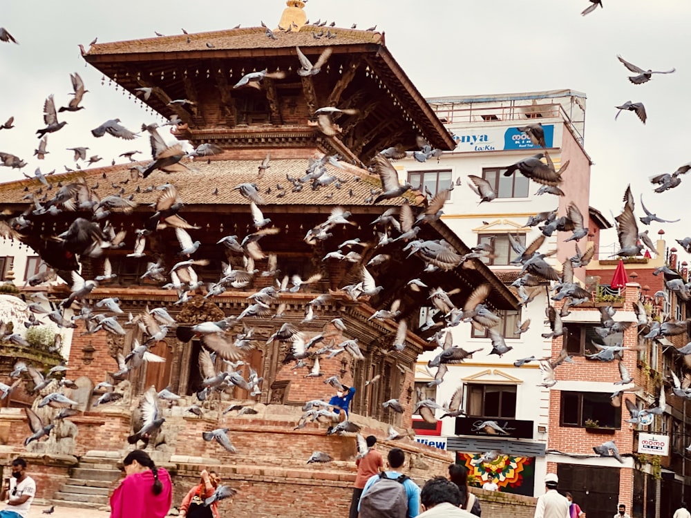 a flock of birds flying over a building