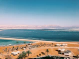green palm trees near body of water during daytime