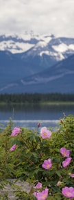pink flowers near lake and mountains during daytime