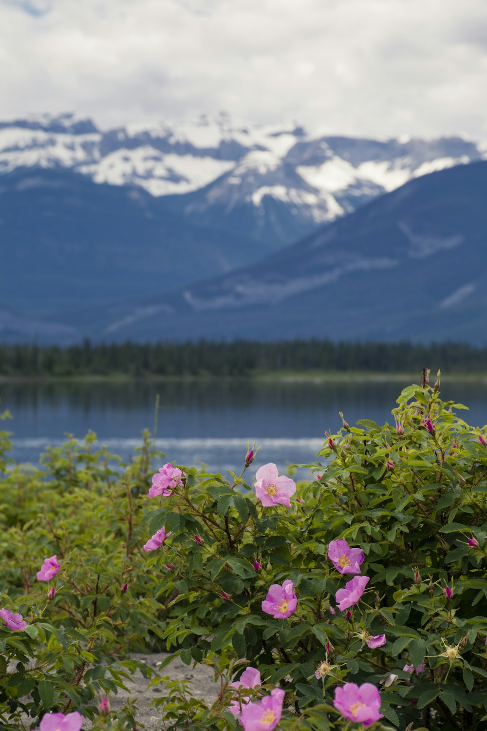 Rosa Blumen in der Nähe von See und Bergen während des Tages