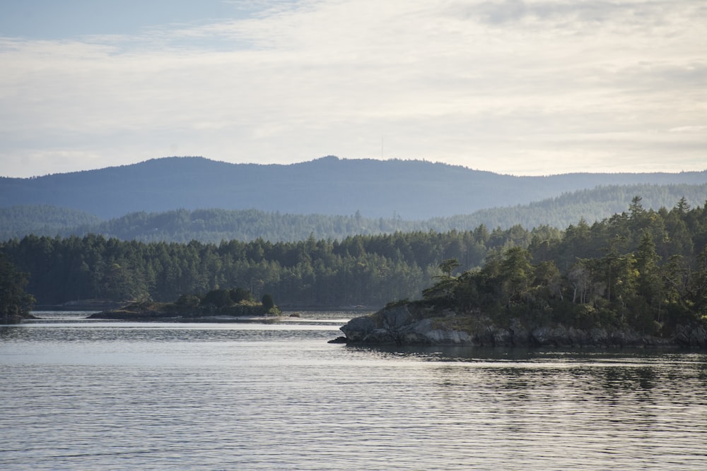 green trees beside body of water during daytime