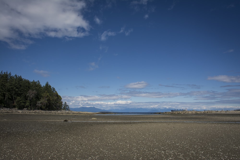 green trees on brown sand under blue sky during daytime