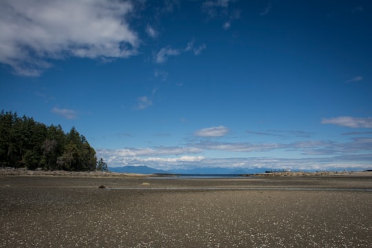 green trees on brown sand under blue sky during daytime in Newcastle Island Canada