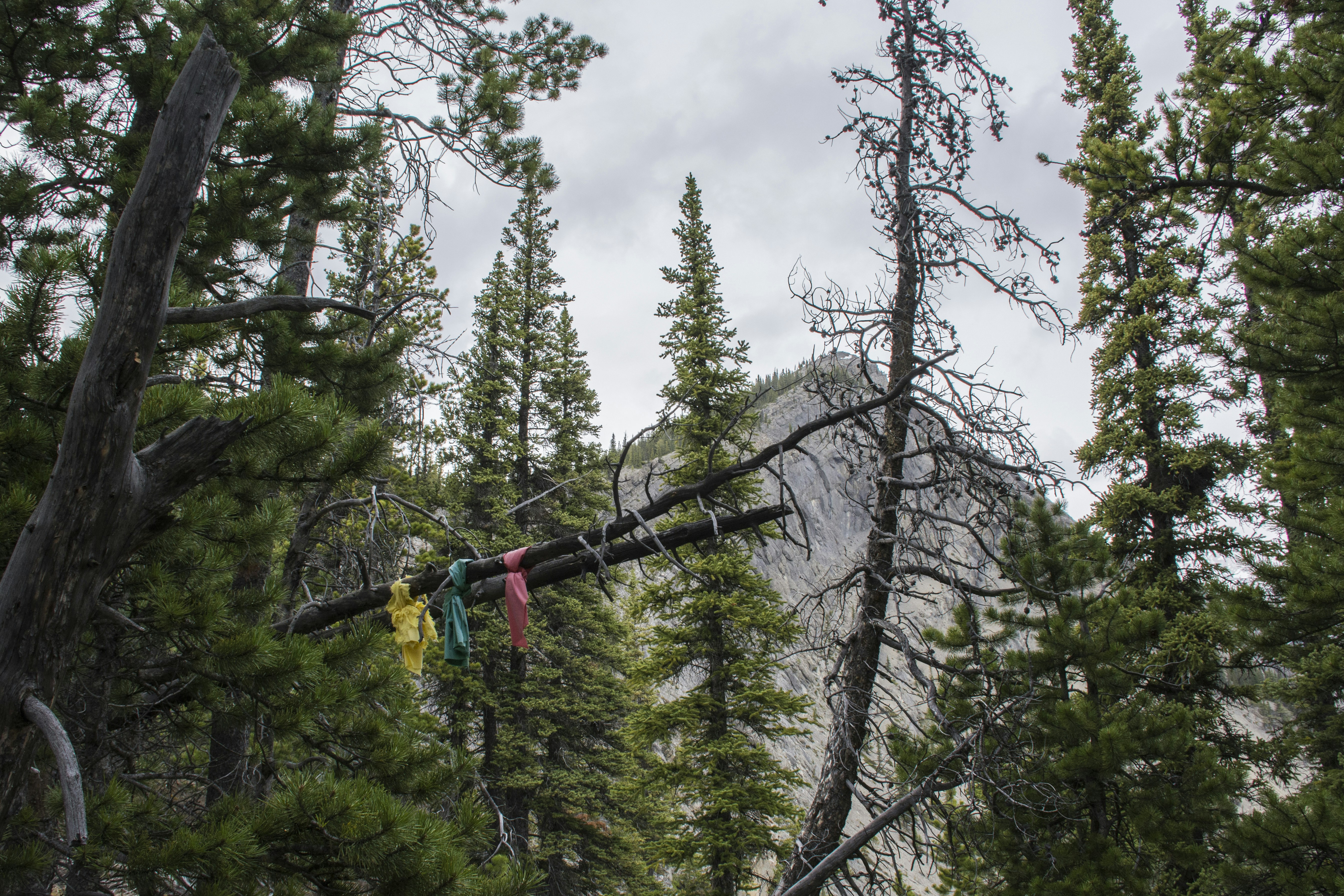 green trees under white clouds during daytime
