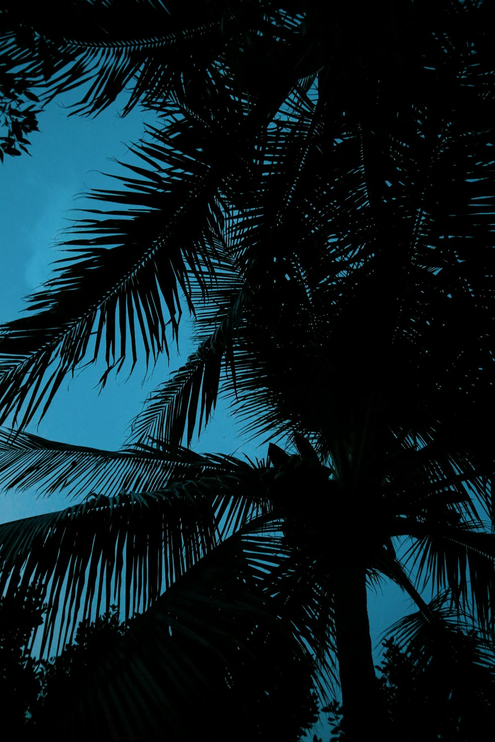 green palm tree under blue sky during daytime