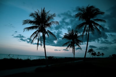 coconut tree near sea during daytime florida teams background