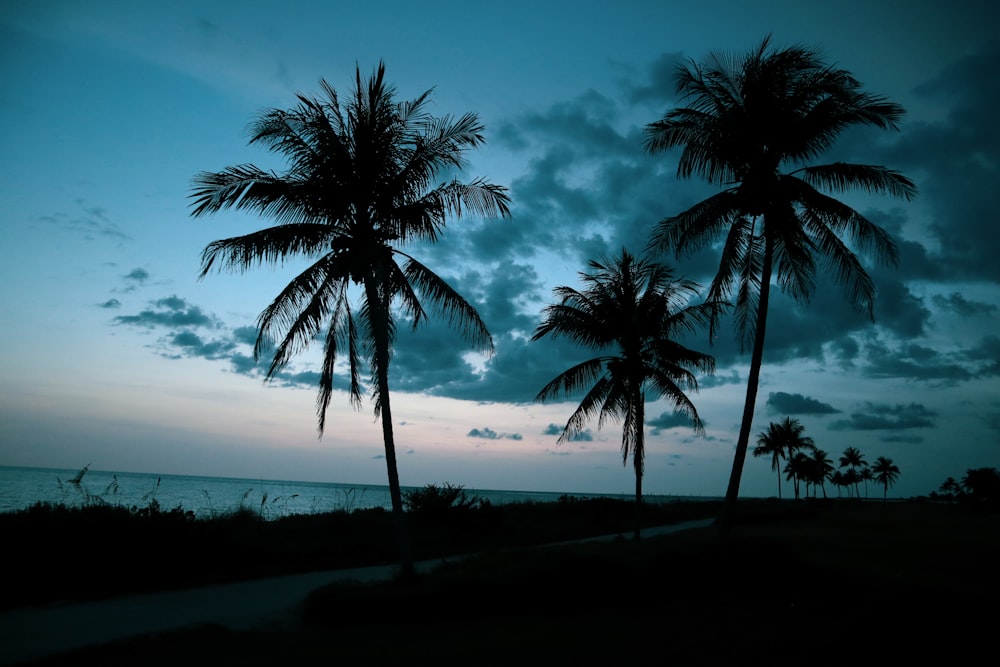 coconut tree near sea during daytime