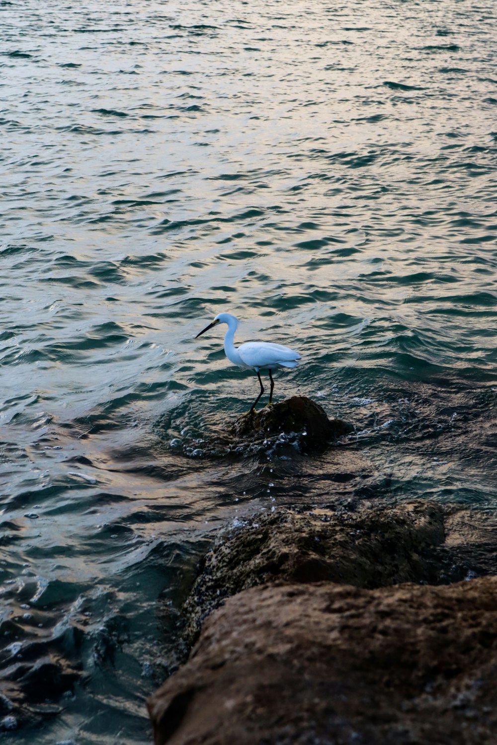 oiseau blanc à long bec sur un rocher près d’un plan d’eau pendant la journée
