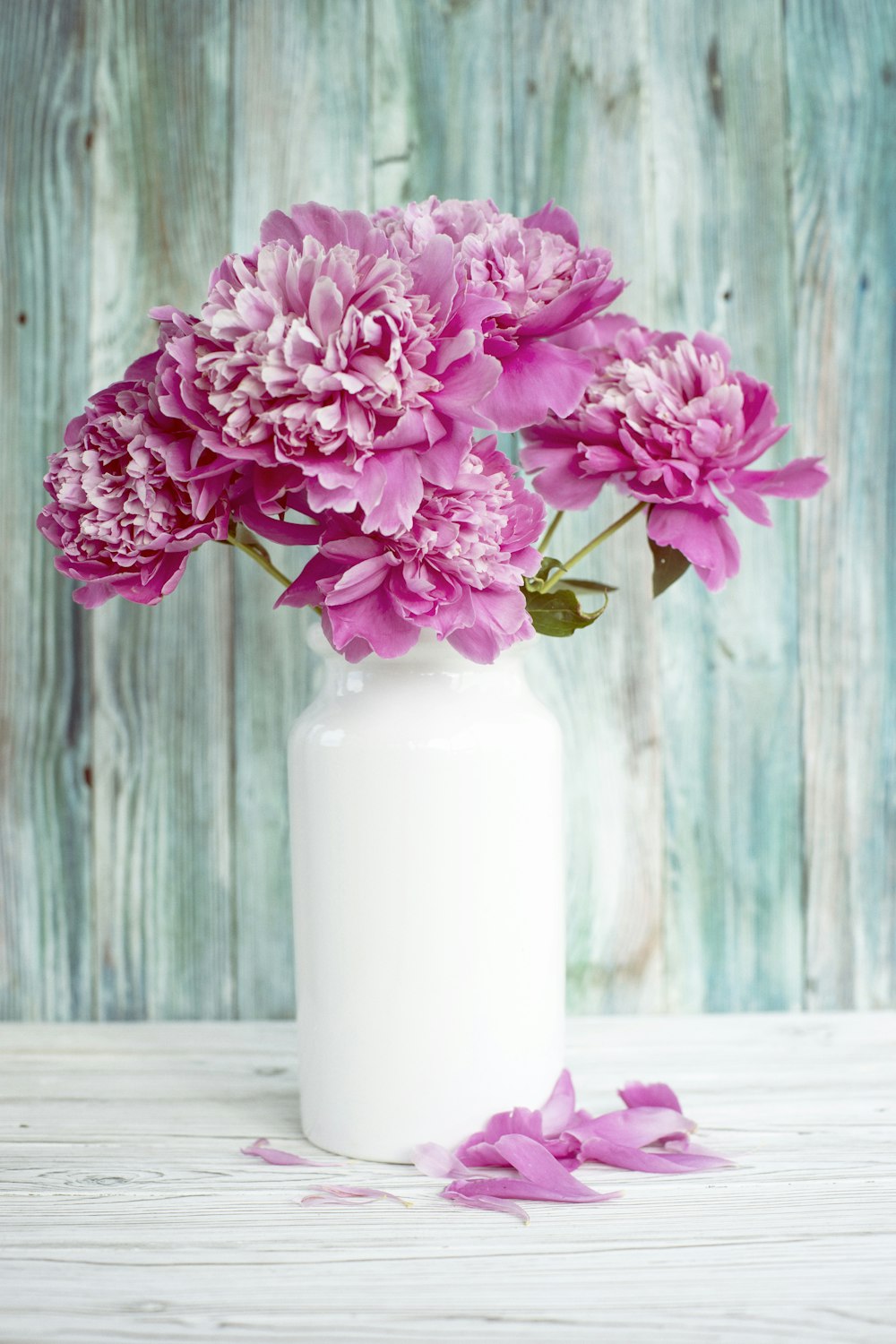 pink flowers in white ceramic vase