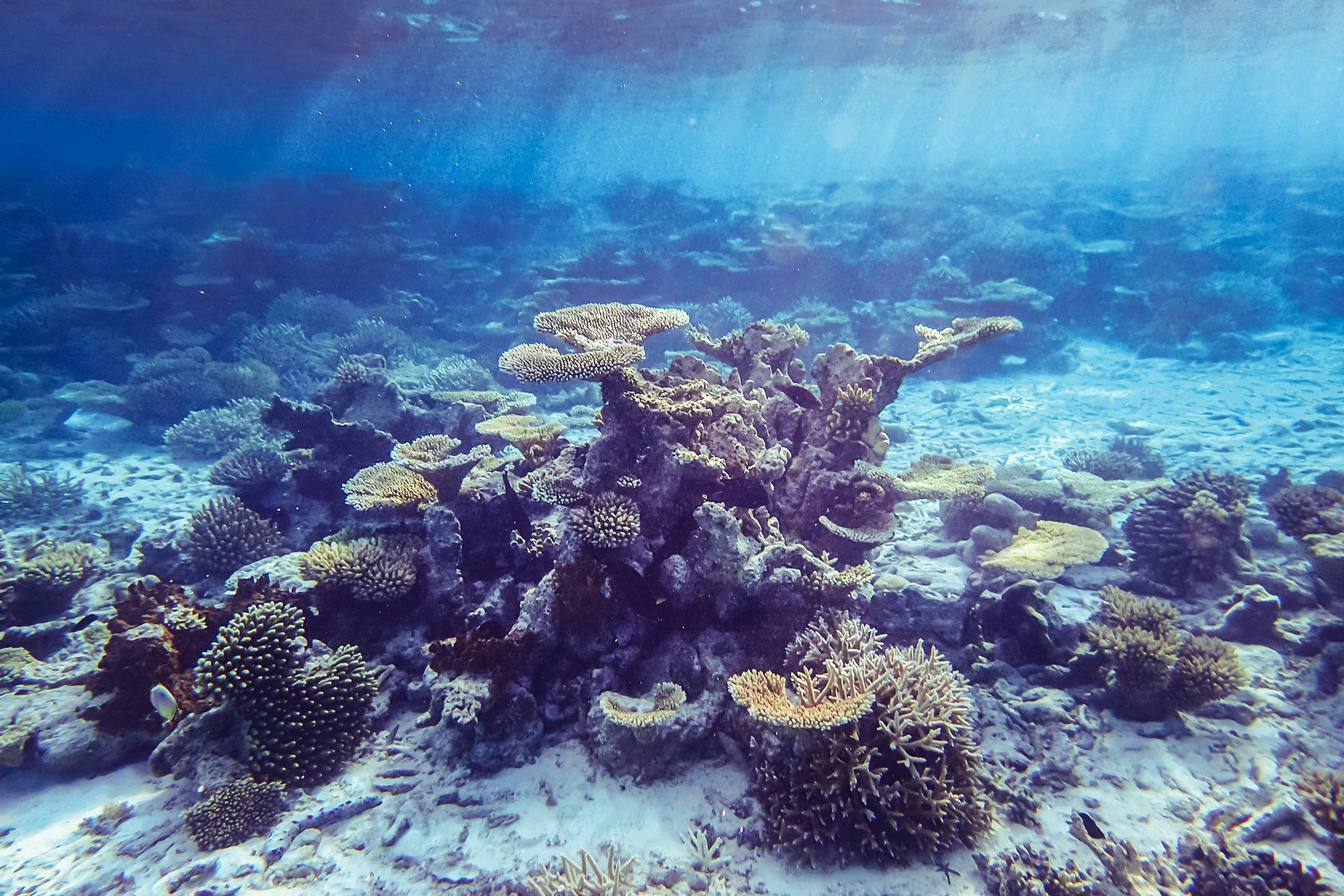 Blue Coral