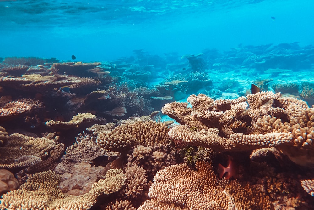 school of fish in body of water