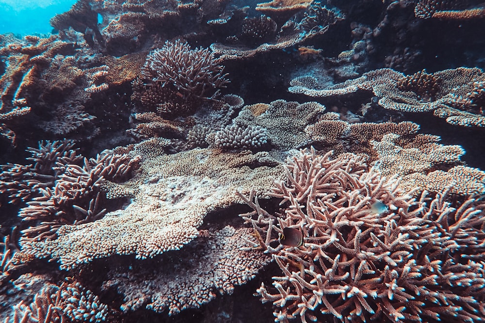 brown coral reef under water