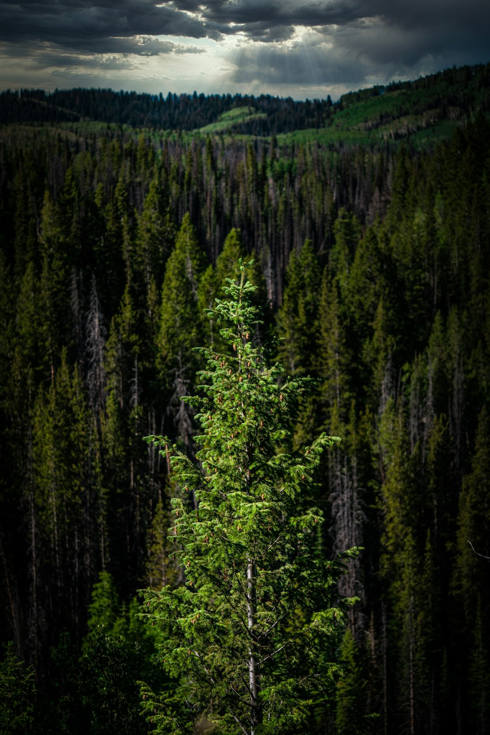 green pine trees during daytime