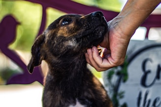 adopta con responsabilidad