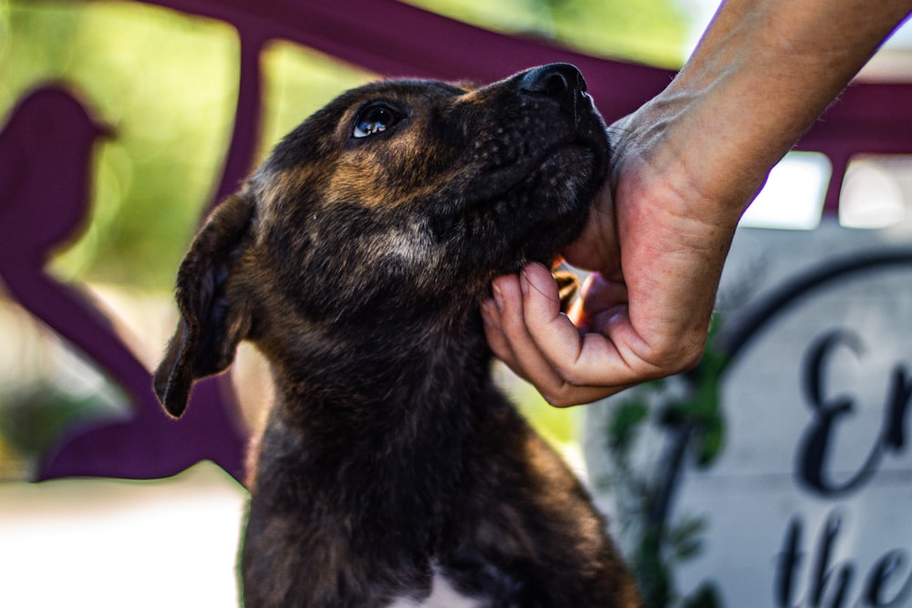 person holding brown and white short coated dog