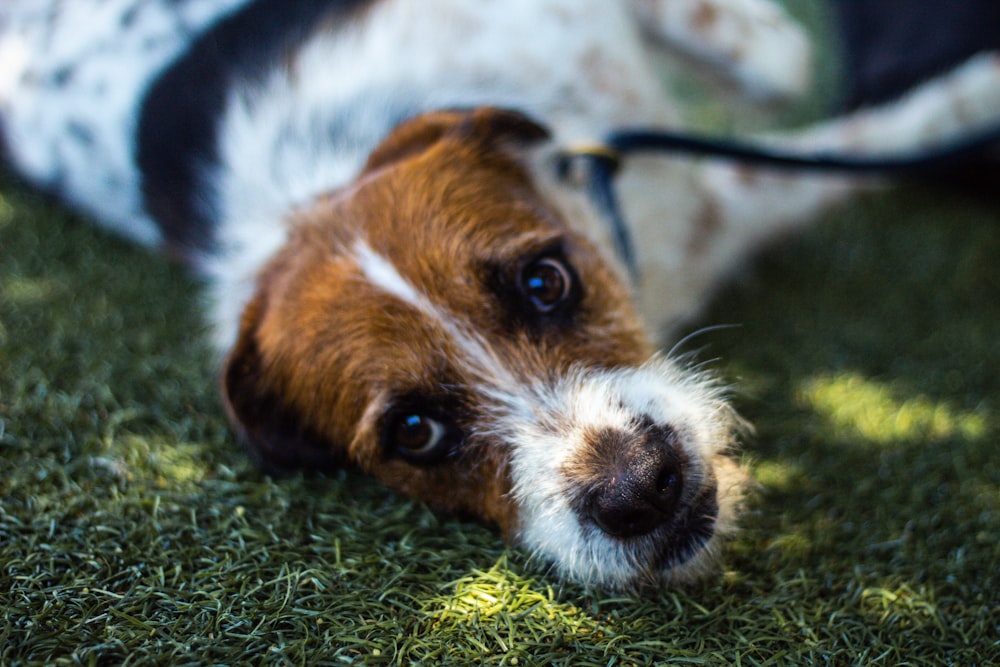 white and brown short coated dog on green grass during daytime