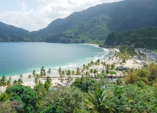 green trees near body of water during daytime