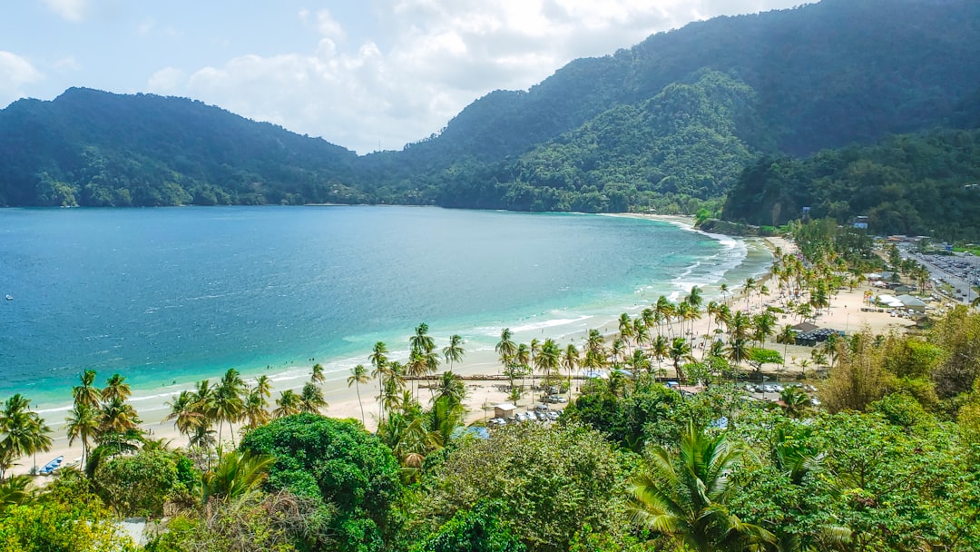 green trees near body of water during daytime