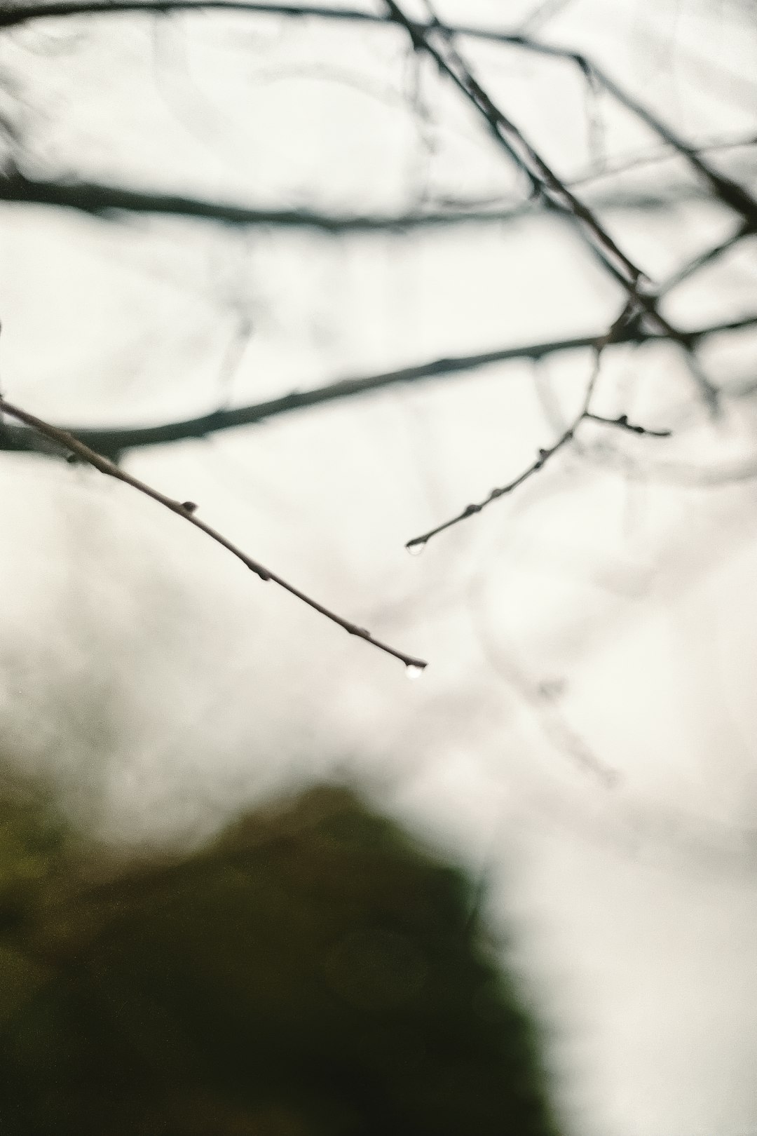 white snow on brown tree branch