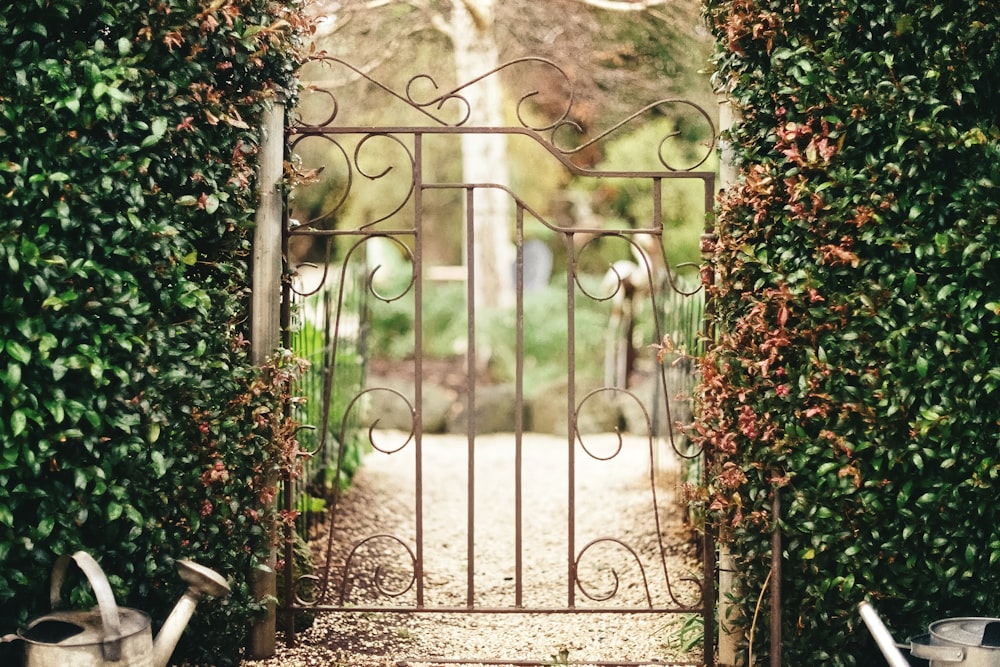 brown metal gate with green plants