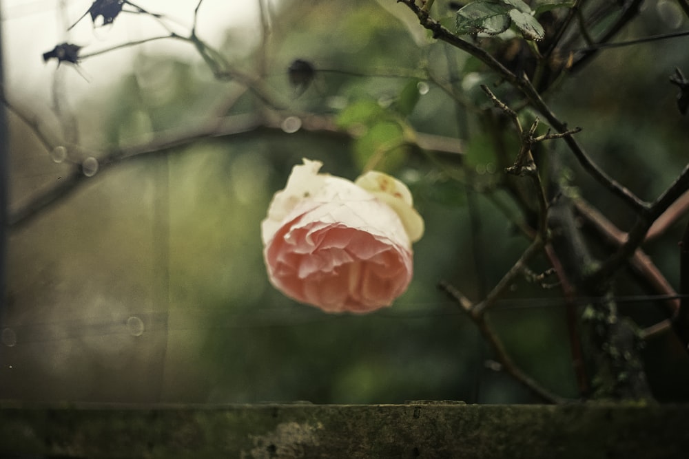 Rosa blanca y rosa en flor durante el día