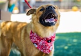 A joyful dog wearing a colorful bandana after grooming.