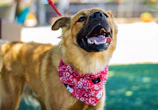 A happy dog with a playful bandana posing outdoors with green grass in the background.
