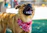A joyful dog with a colorful bandana sitting happily in a cozy, vibrant grooming salon.