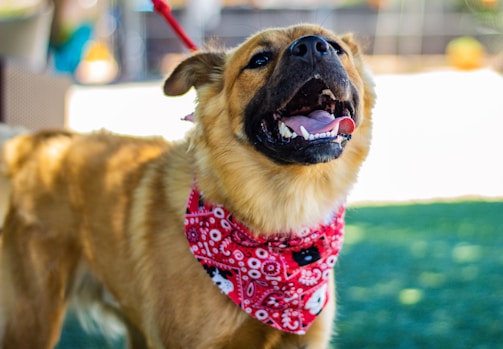 A joyful dog wearing a colorful bandana enjoying a walk in a city park.