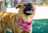 A cheerful dog wearing a colorful bandana in a park.