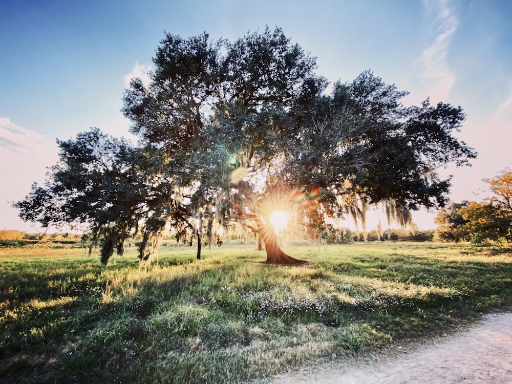 green grass field with trees during daytime