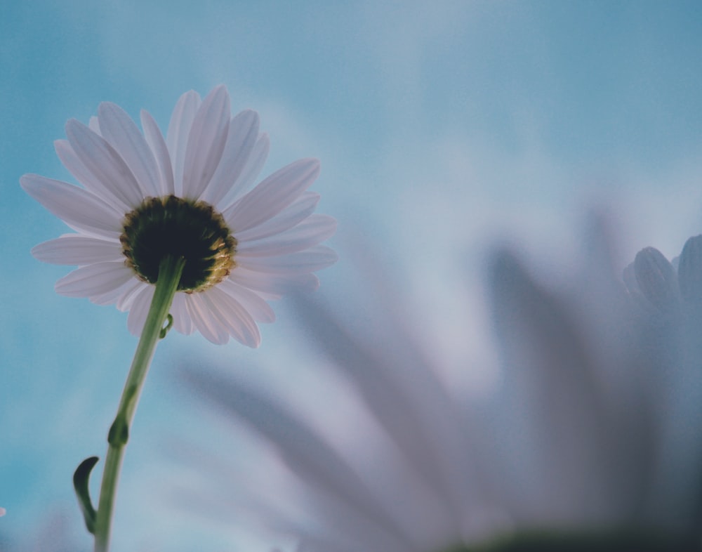 white and purple flower in close up photography