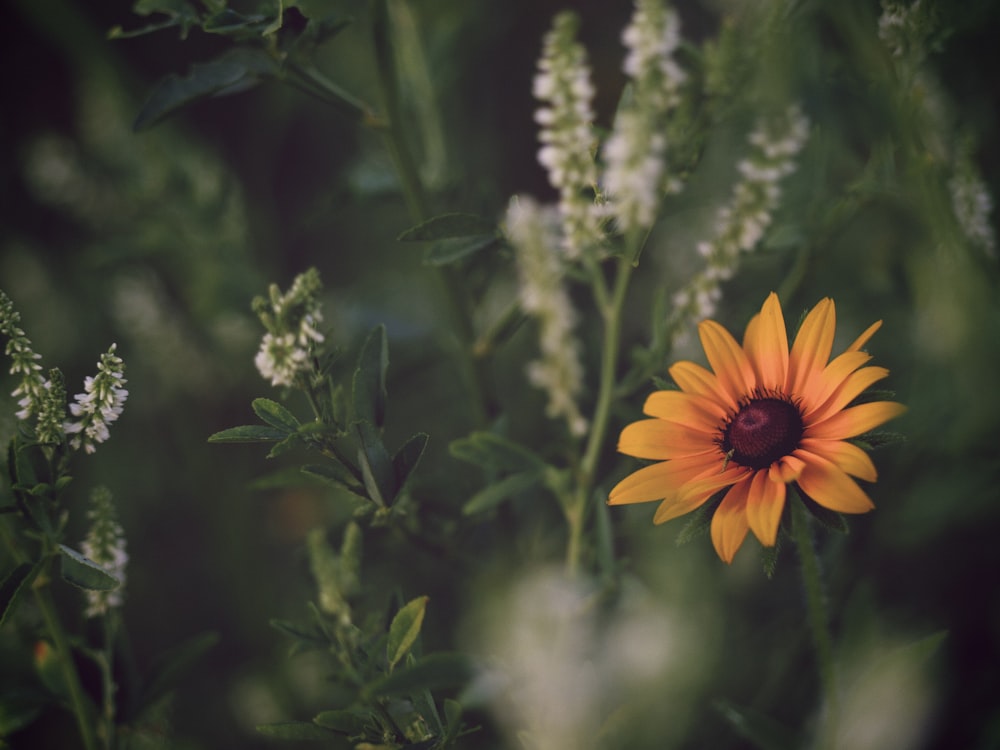 yellow flower in tilt shift lens