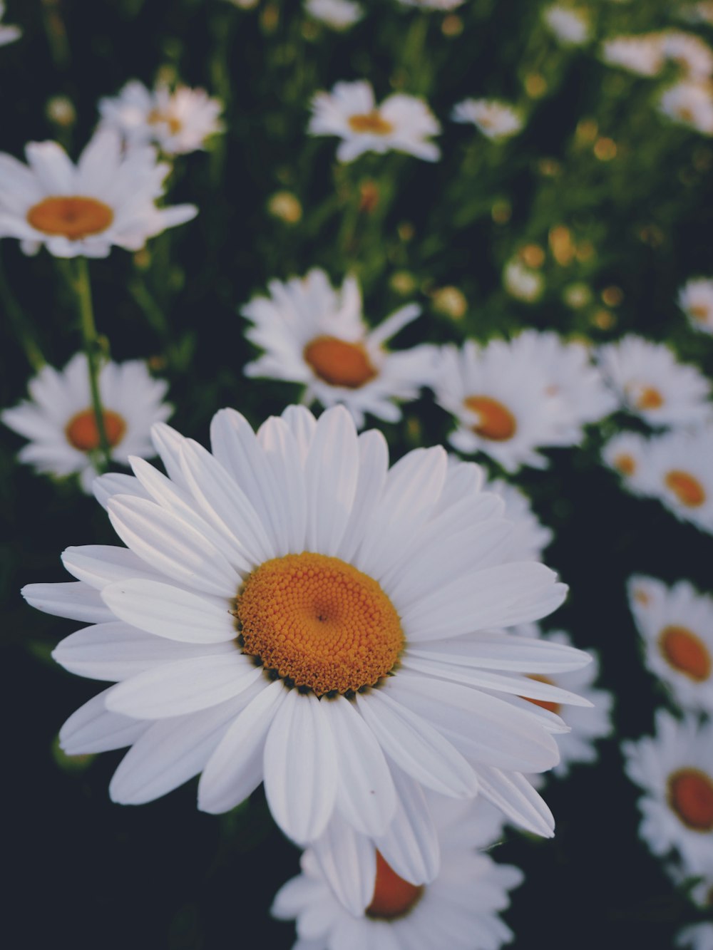 Flor de margarita blanca en flor durante el día