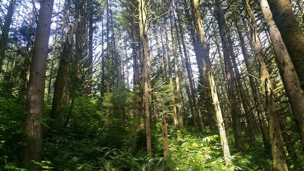 green trees and plants during daytime