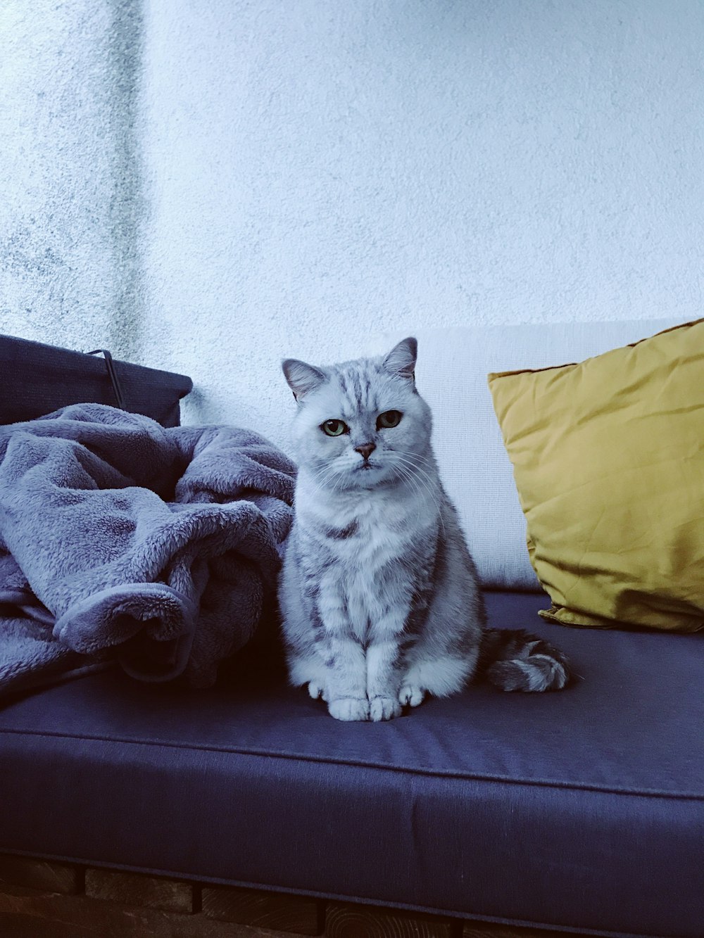 white and gray cat on brown couch