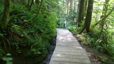 A wooden boardwalk winds through a lush forest environment, surrounded by thick green foliage and trees. Ferns and other undergrowth flank the path, providing a dense, vibrant green backdrop. A small stream runs alongside the path, partially visible. A person is walking on the path, wearing outdoor clothing suitable for hiking.