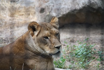 brown lioness lying on green grass during daytime mammal zoom background