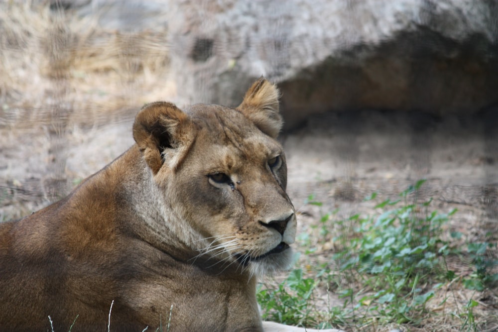 brown lioness lying on green grass during daytime