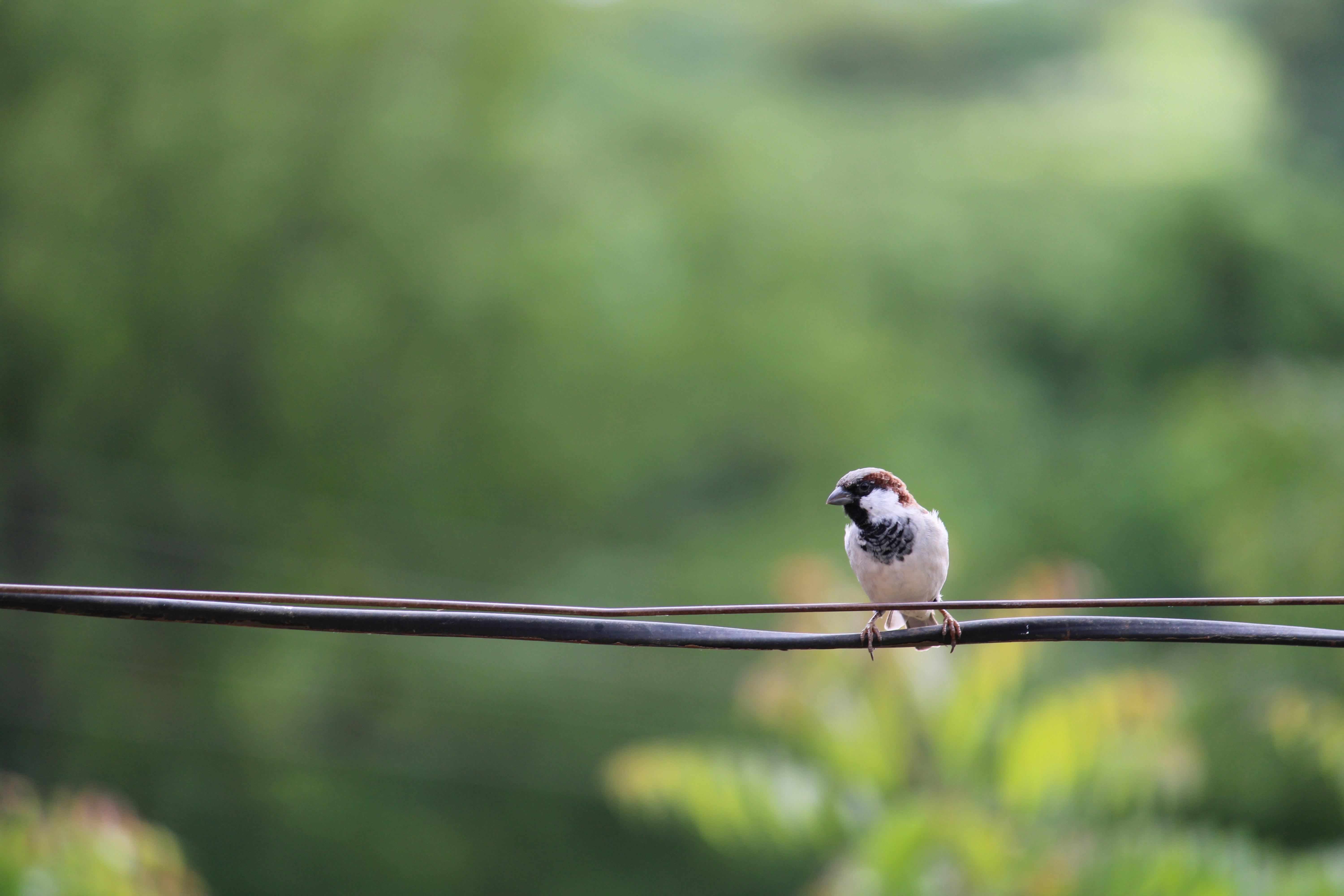 Photo by sushant_m_s