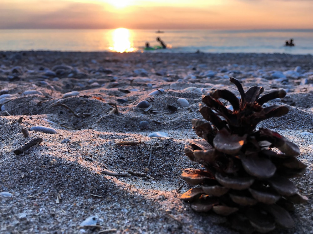 brown pine cone on gray sand during sunset