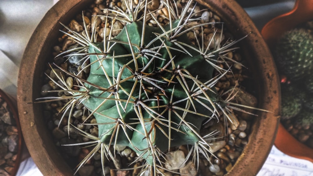 green plant on brown clay pot