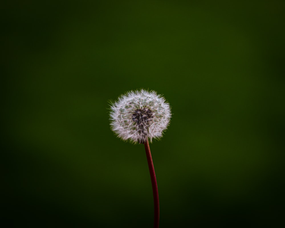 white dandelion in close up photography