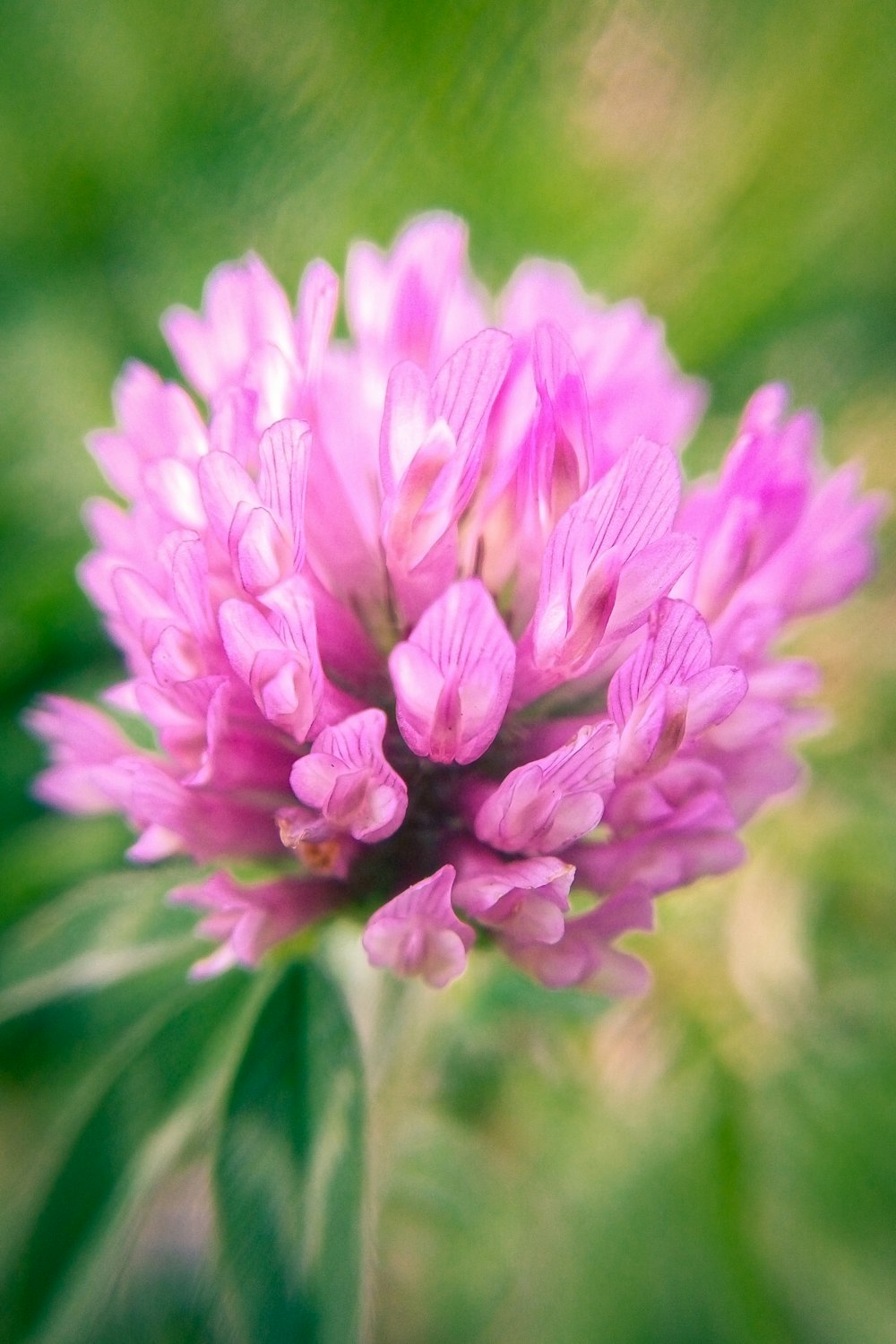 pink flower in macro shot