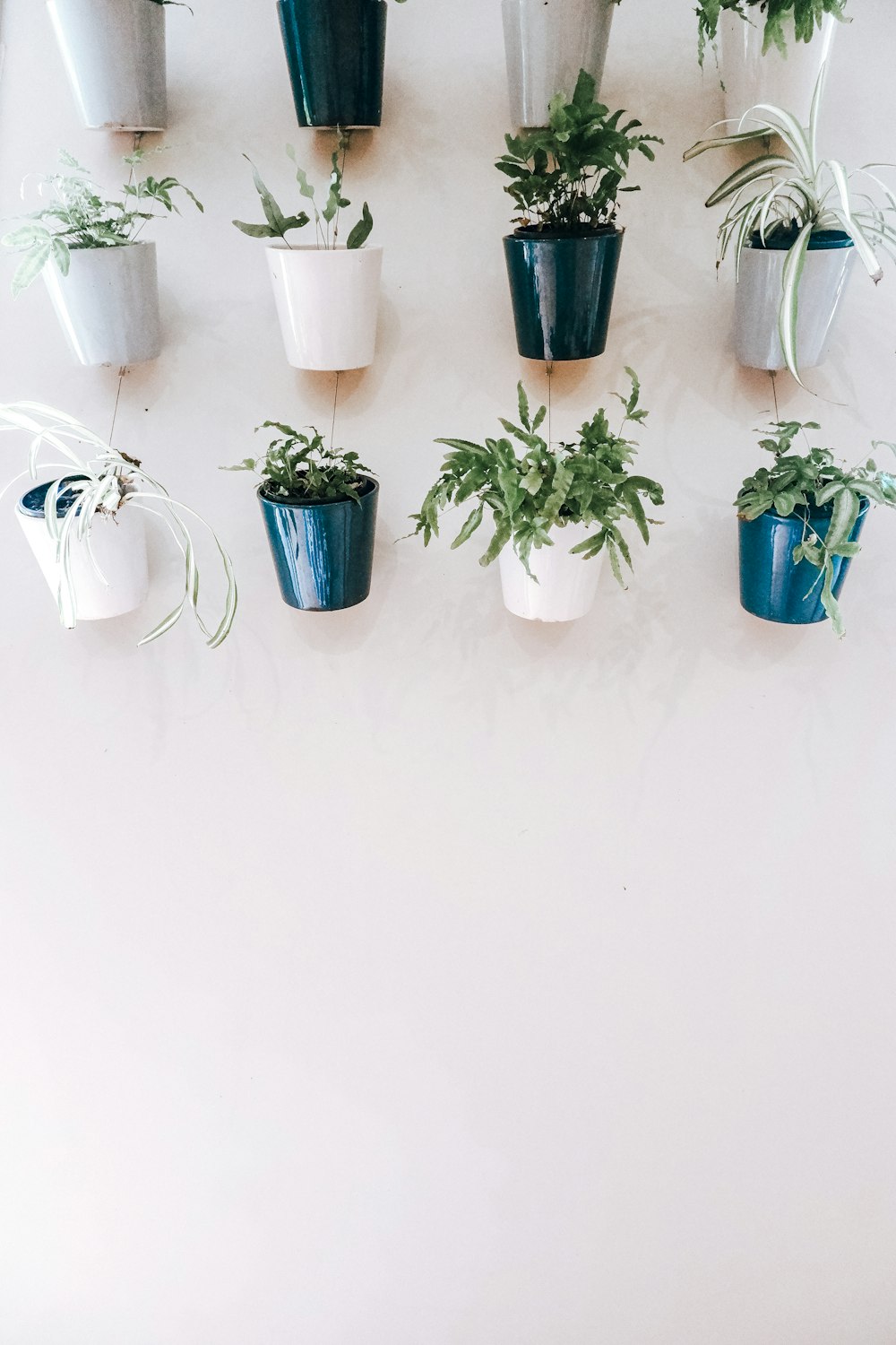 green potted plants on white ceramic pots